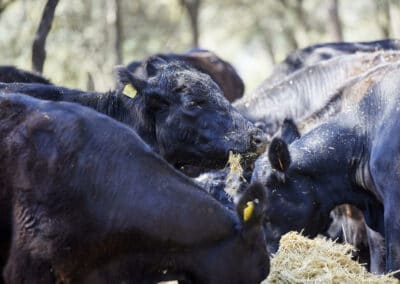 Descubre la galería de Angus Las Suertes del Monte