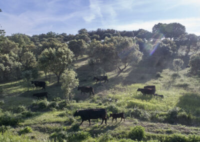 Descubre la galería de Angus Las Suertes del Monte