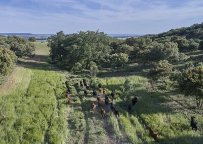 Descubre la galería de Angus Las Suertes del Monte