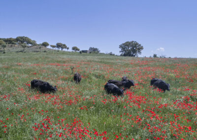 Descubre la galería de Angus Las Suertes del Monte