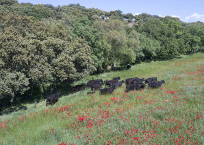 Descubre la galería de Angus Las Suertes del Monte
