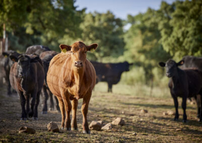 Descubre la galería de Angus Las Suertes del Monte