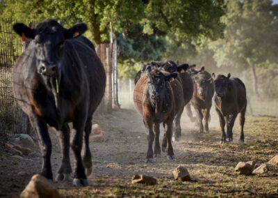 Descubre la galería de Angus Las Suertes del Monte