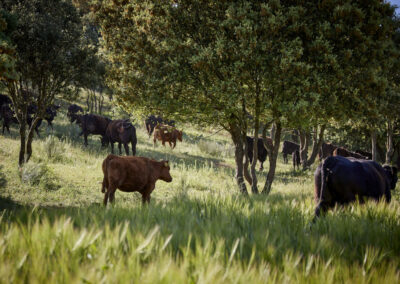 Descubre la galería de Angus Las Suertes del Monte