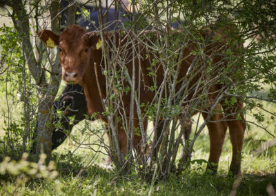 Descubre la galería de Angus Las Suertes del Monte