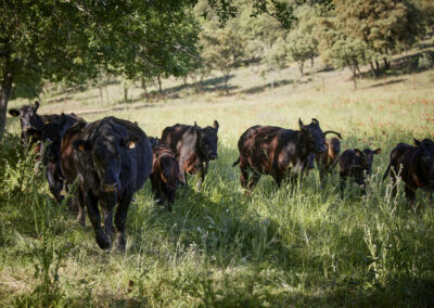Descubre la galería de Angus Las Suertes del Monte