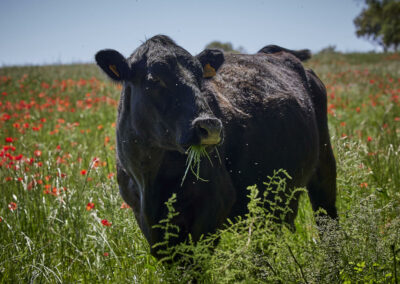 Descubre la galería de Angus Las Suertes del Monte