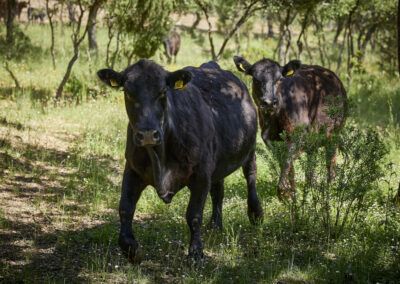 Descubre la galería de Angus Las Suertes del Monte