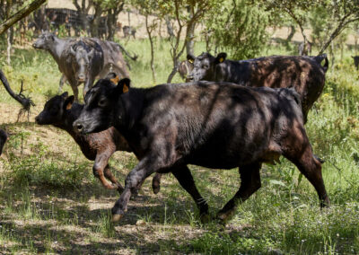 Descubre la galería de Angus Las Suertes del Monte