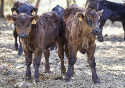 Descubre la galería de Angus Las Suertes del Monte