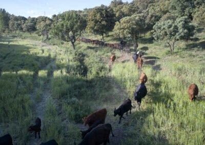 Descubre la galería de Angus Las Suertes del Monte