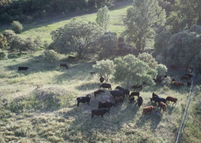 Descubre la galería de Angus Las Suertes del Monte
