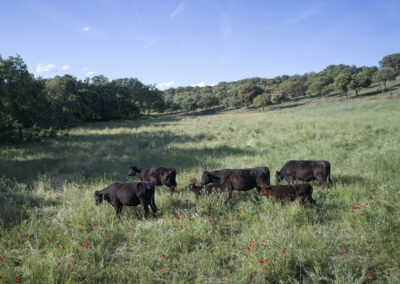 Descubre la galería de Angus Las Suertes del Monte