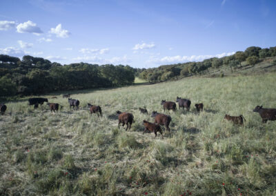 Descubre la galería de Angus Las Suertes del Monte